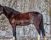 ranch-work-quarter-pony