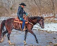 canter-quarter-pony