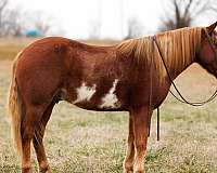 chestnut-overo-blaze-horse