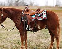 quarter-horse