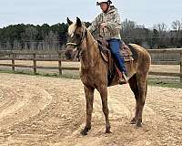 flaxen-mane-missouri-fox-trotter-horse