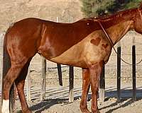 chestnut-blaze-horse