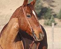 ranch-work-quarter-horse