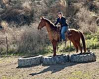 beginner-safe-quarter-horse