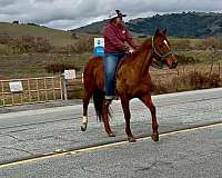 family-horse-quarter