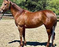 athletic-quarter-horse