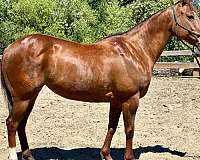 beginner-quarter-horse