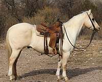 athletic-quarter-horse