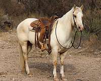 beginner-quarter-horse