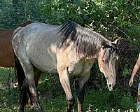 quarter-horse-for-sale