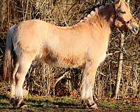 ranch-work-fjord-horse