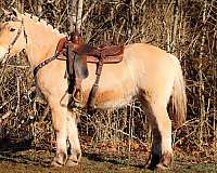 buckskin-none-horse