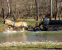 trail-fjord-horse