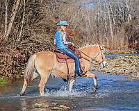 driving-fjord-horse