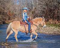 all-around-fjord-horse