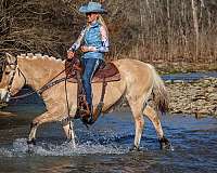 athletic-fjord-horse