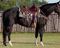 beginner-safe-quarter-horse