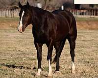 athletic-quarter-horse