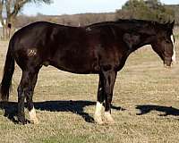 beginner-quarter-horse