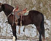 beginner-safe-quarter-horse