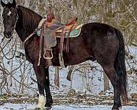 family-horse-quarter