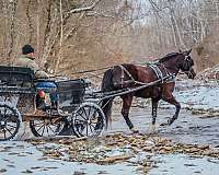 bareback-quarter-horse