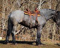 blue-roan-star-horse