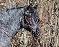 ranch-work-quarter-horse