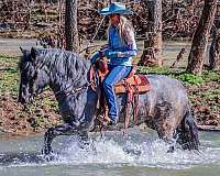 family-horse-quarter