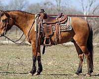 athletic-quarter-horse