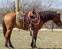 barn-quarter-horse