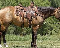 buckskin-rear-socks-horse