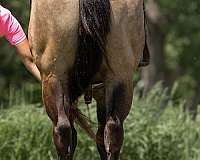 ranch-work-quarter-horse