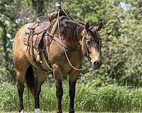 trail-quarter-horse