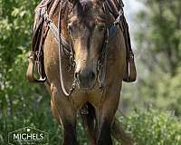 athletic-quarter-horse