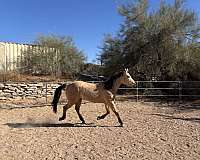 barrel-racing-quarter-horse