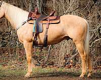 ranch-work-quarter-horse