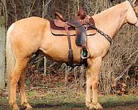 beginner-safe-quarter-horse