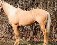 trail-quarter-horse