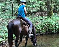 endurance-trail-riding-quarter-horse