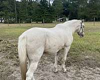 blue-eyed-kentucky-mountain-horse