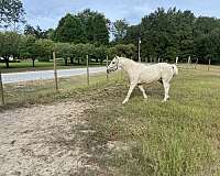 companion-kentucky-mountain-horse