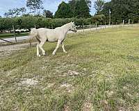 experienced-kentucky-mountain-horse