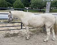 flashy-kentucky-mountain-horse