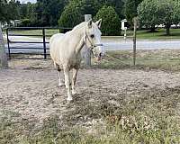 cash-kentucky-mountain-horse