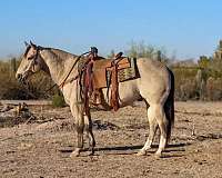 quarter-horse