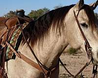 beginner-safe-quarter-horse