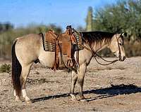 buckskin-socks-horse