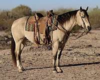 ranch-work-quarter-horse