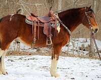 beginner-safe-quarter-horse